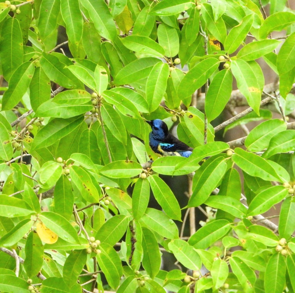 Turquoise Tanager - Brodie Cass Talbott