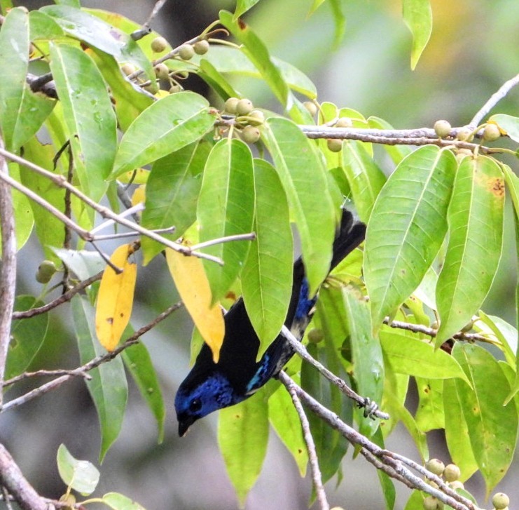 Turquoise Tanager - Brodie Cass Talbott