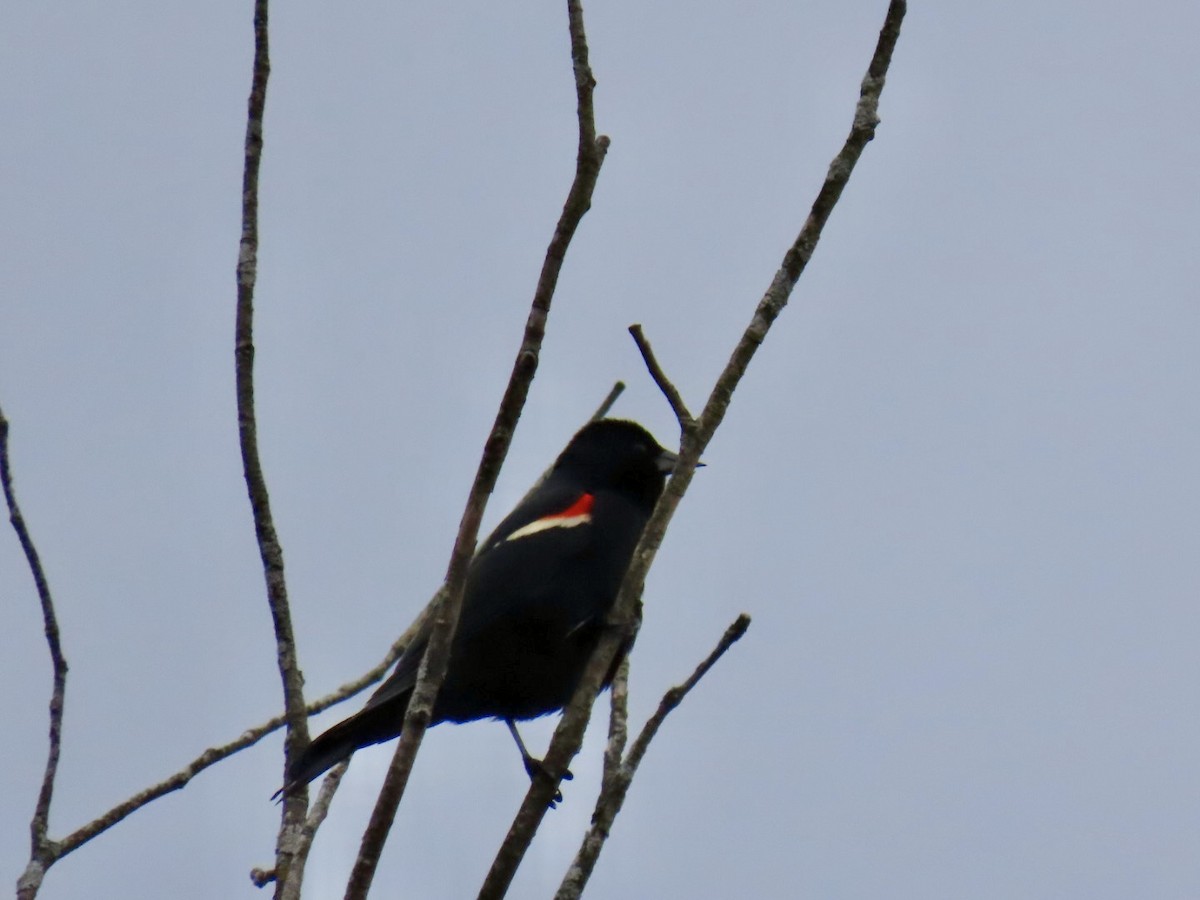 Red-winged Blackbird - ML617741672