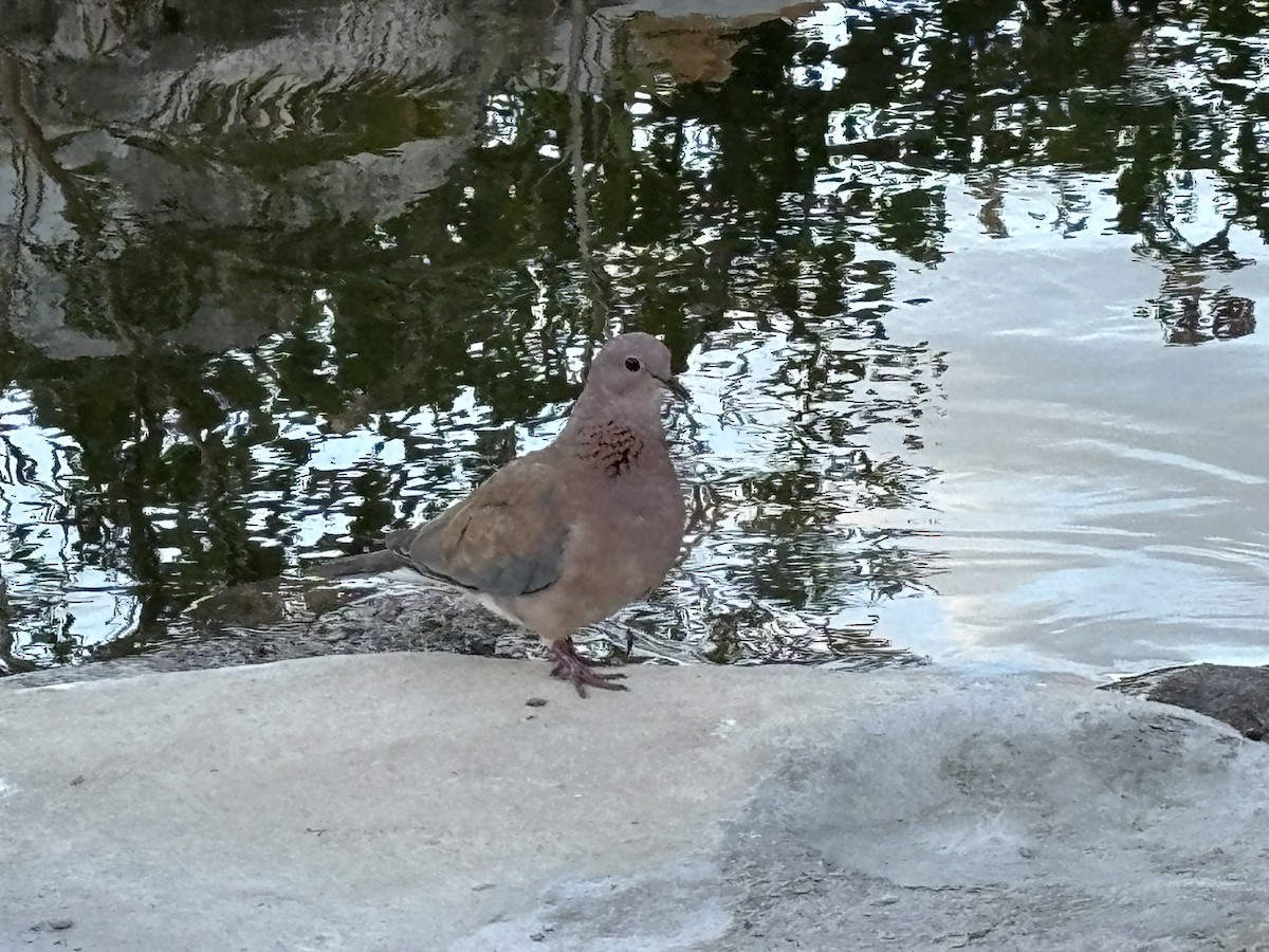 Laughing Dove - ML617741781