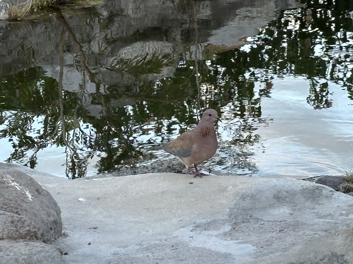 Laughing Dove - ML617741783