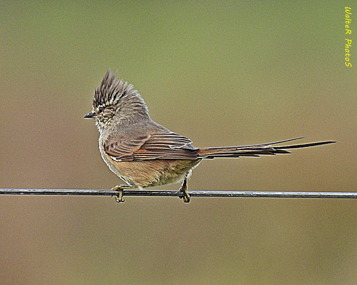 Tufted Tit-Spinetail - ML617741822