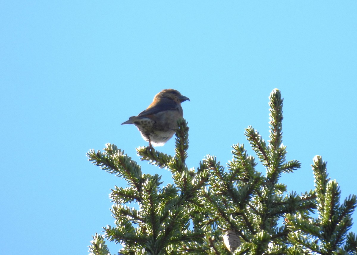 Red Crossbill (Northeastern or type 12) - ML617741869