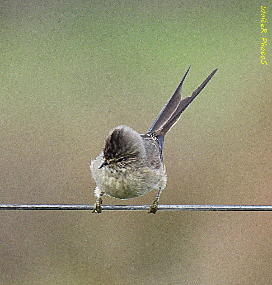 Tufted Tit-Spinetail - ML617741875