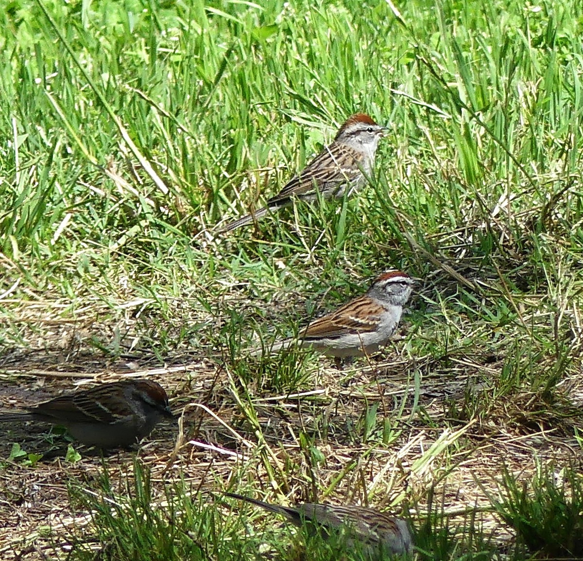 Chipping Sparrow - Judy Cato