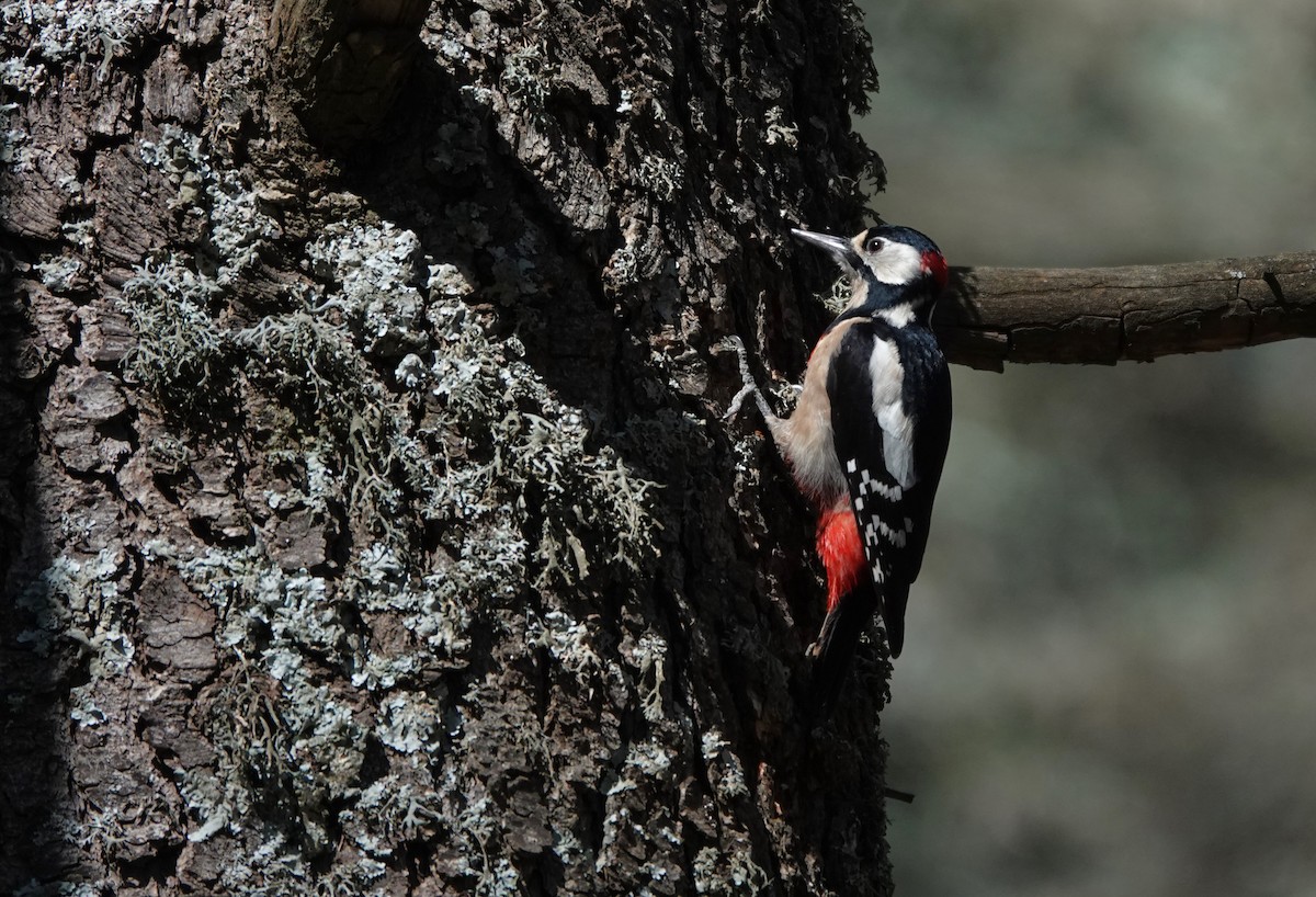 Great Spotted Woodpecker (Atlas) - ML617741899