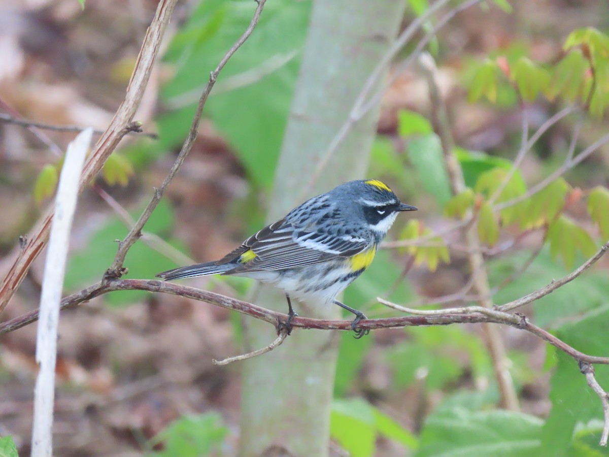 Yellow-rumped Warbler (Myrtle) - ML617741903