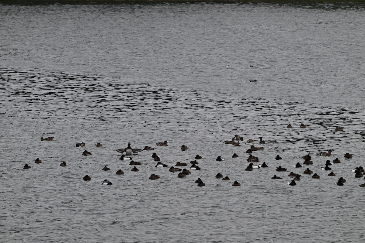 Greater Scaup - ML617741949