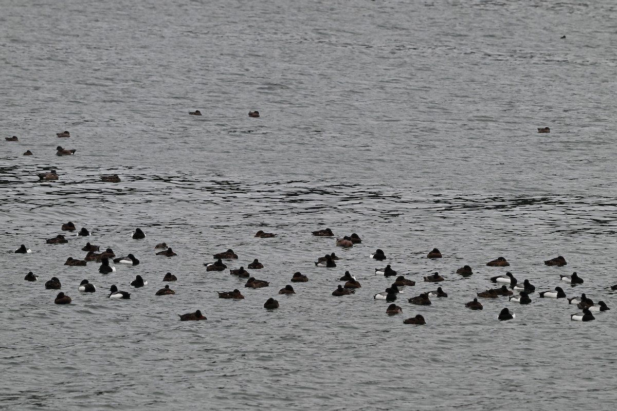 Greater Scaup - ML617741951