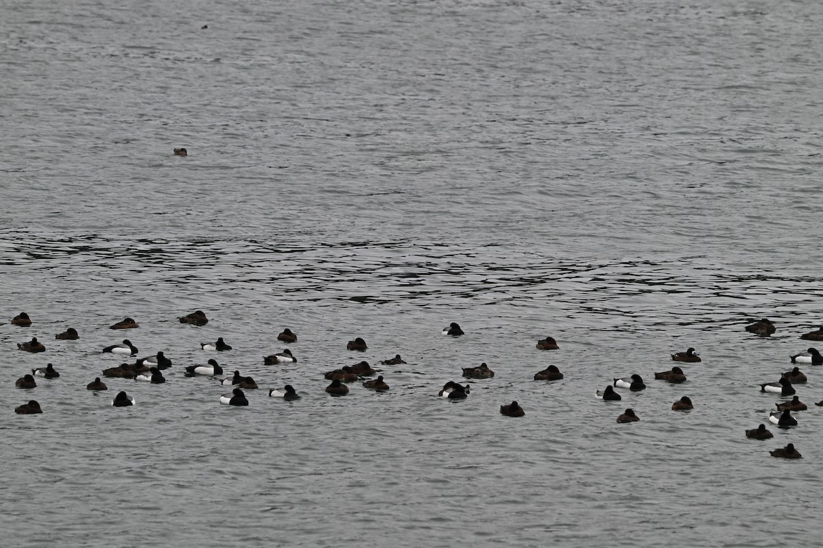 Greater Scaup - ML617741952