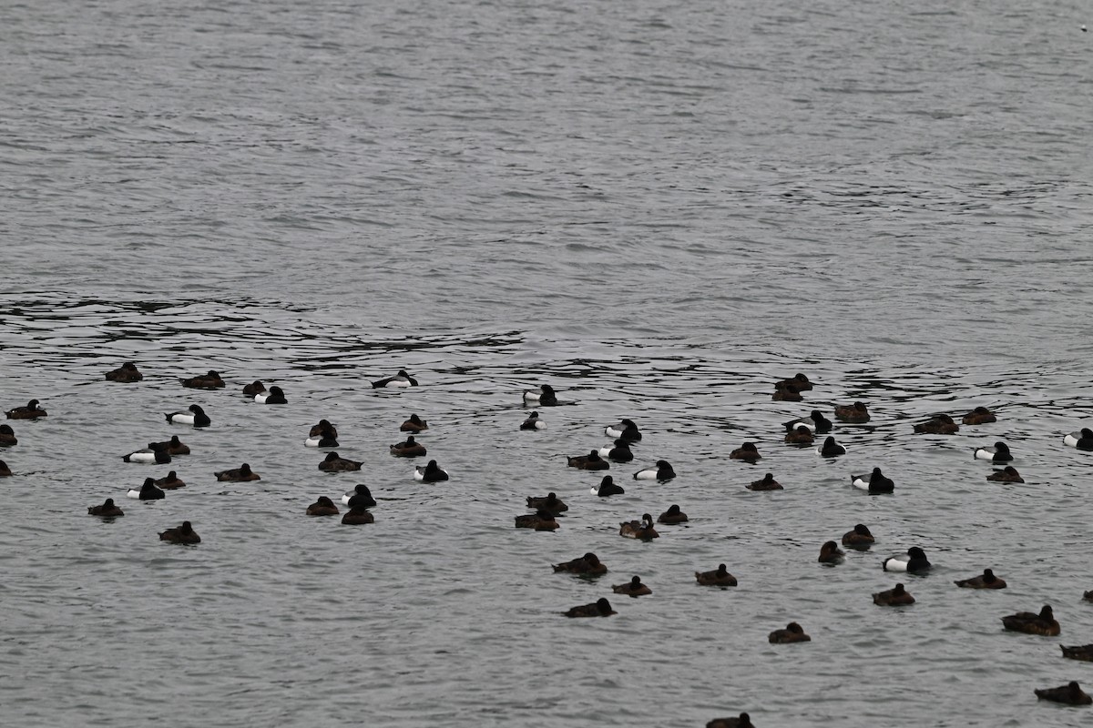 Greater Scaup - ML617741953