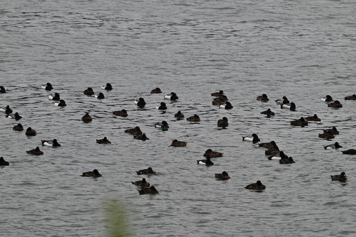 Greater Scaup - ML617741954