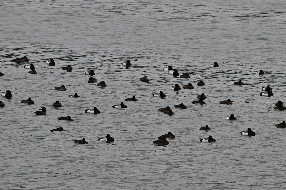 Greater Scaup - ML617741955