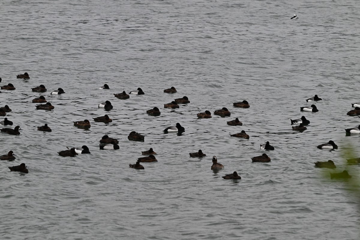 Greater Scaup - ML617741957
