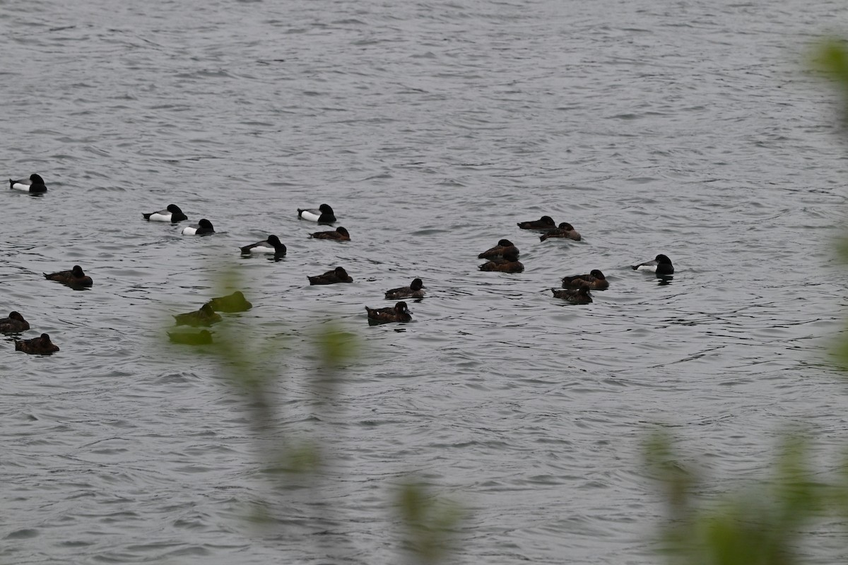 Greater Scaup - ML617741958