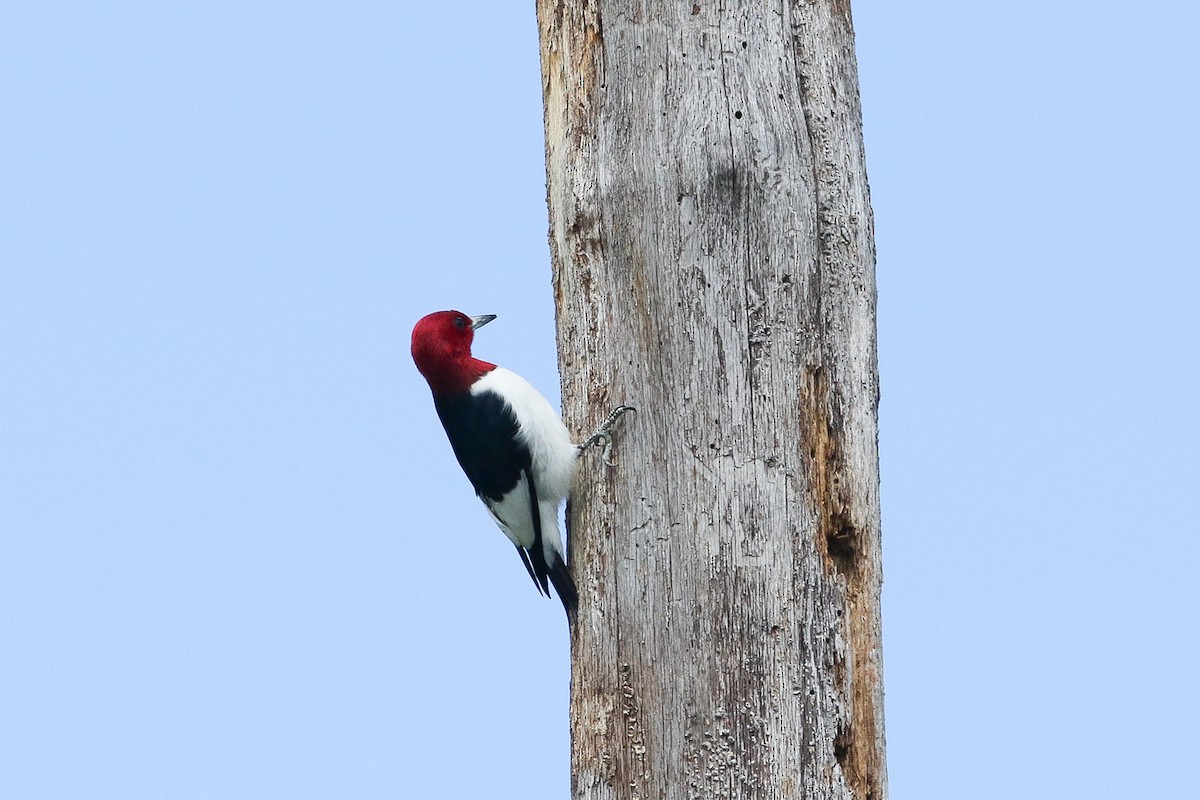 Red-headed Woodpecker - Victor Stoll