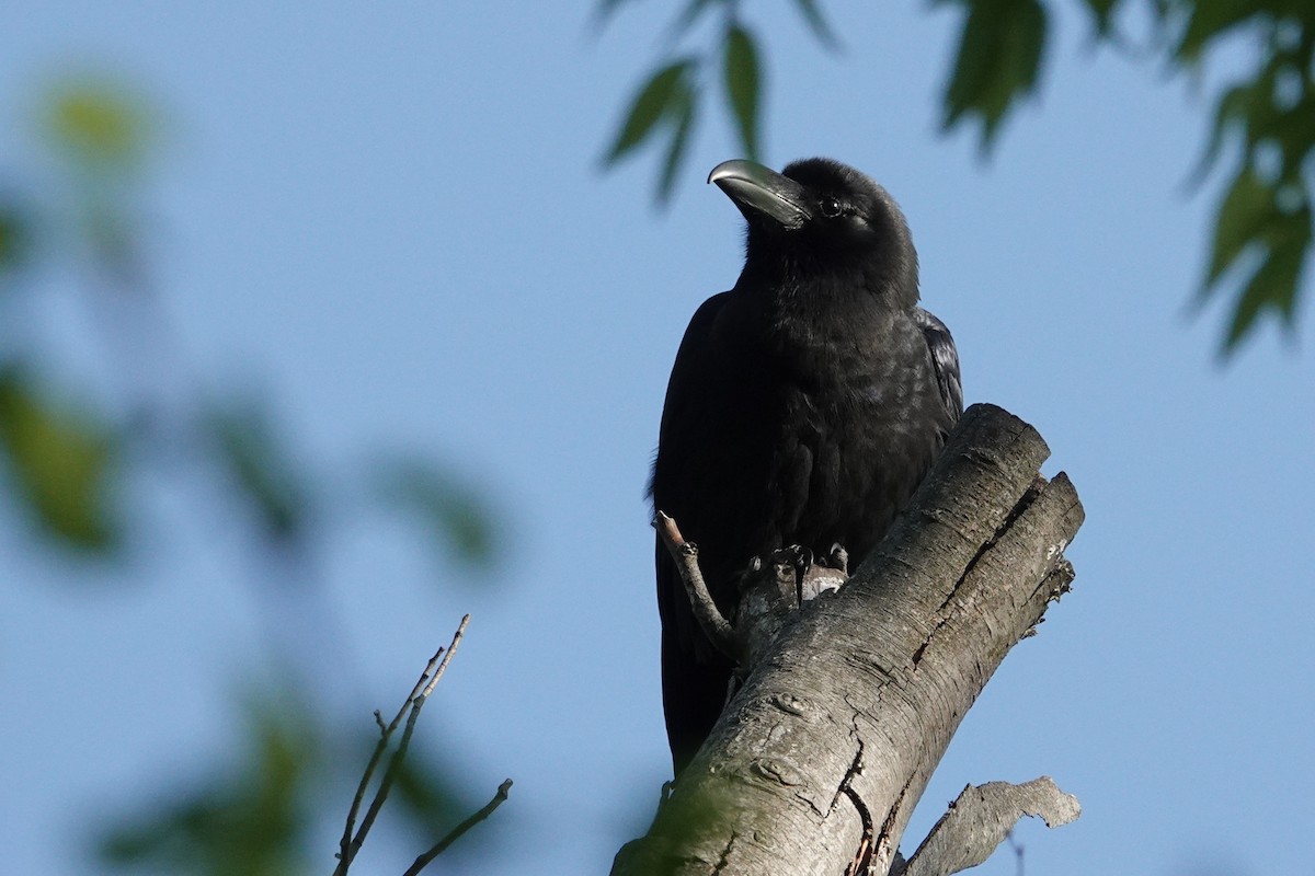 Large-billed Crow - ML617742065