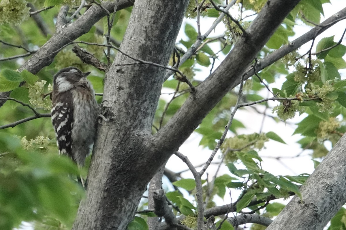 Japanese Pygmy Woodpecker - ML617742323