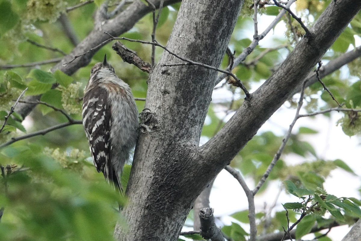 Japanese Pygmy Woodpecker - ML617742324