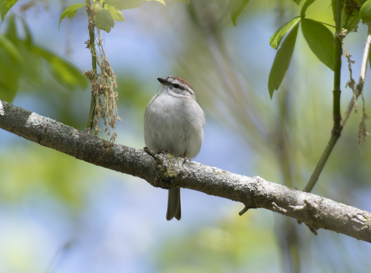 Chipping Sparrow - ML617742335