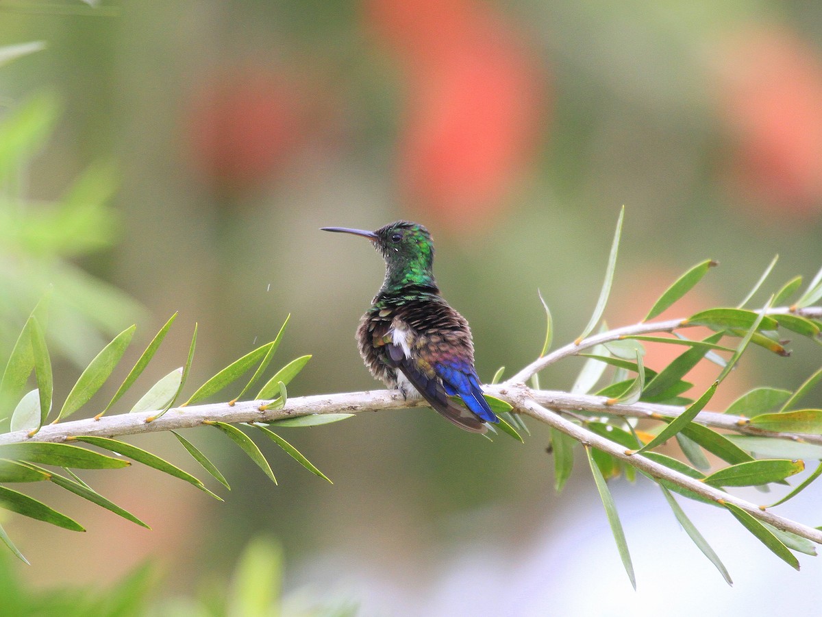 Blue-vented Hummingbird - Geoff Butcher
