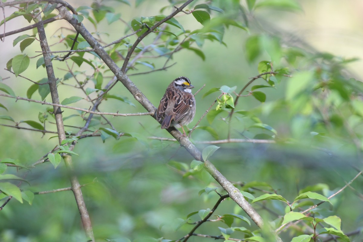 White-throated Sparrow - ML617742423