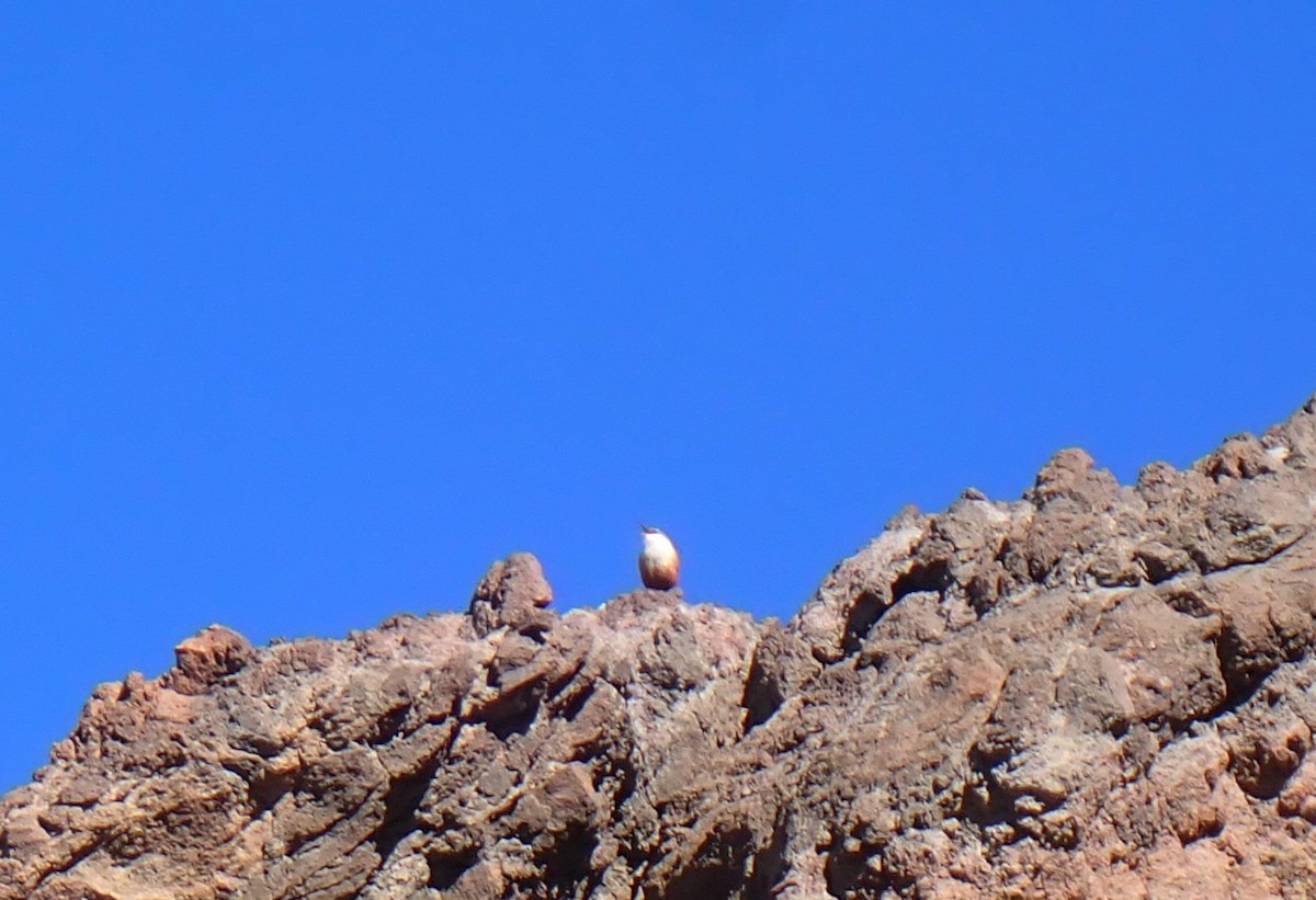 eBird Checklist 18 Apr 2024 Canyon above Hidden Valley, Reno