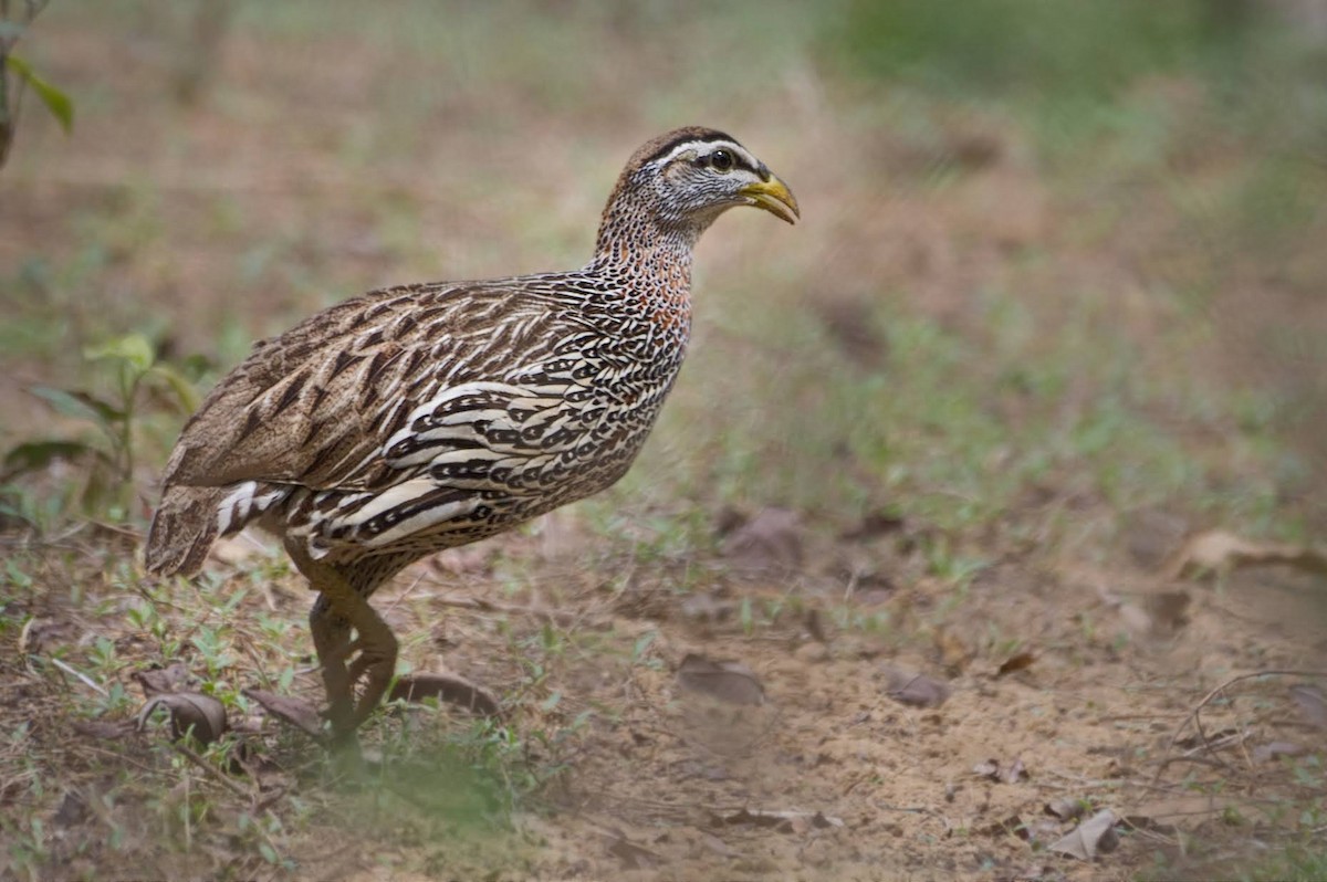 Double-spurred Spurfowl - ML617742441