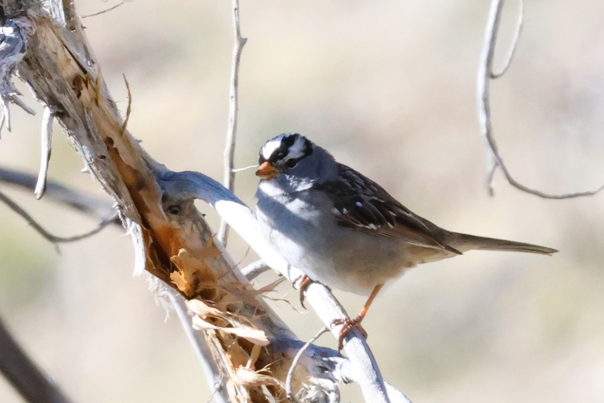 White-crowned Sparrow (Gambel's) - ML617742484