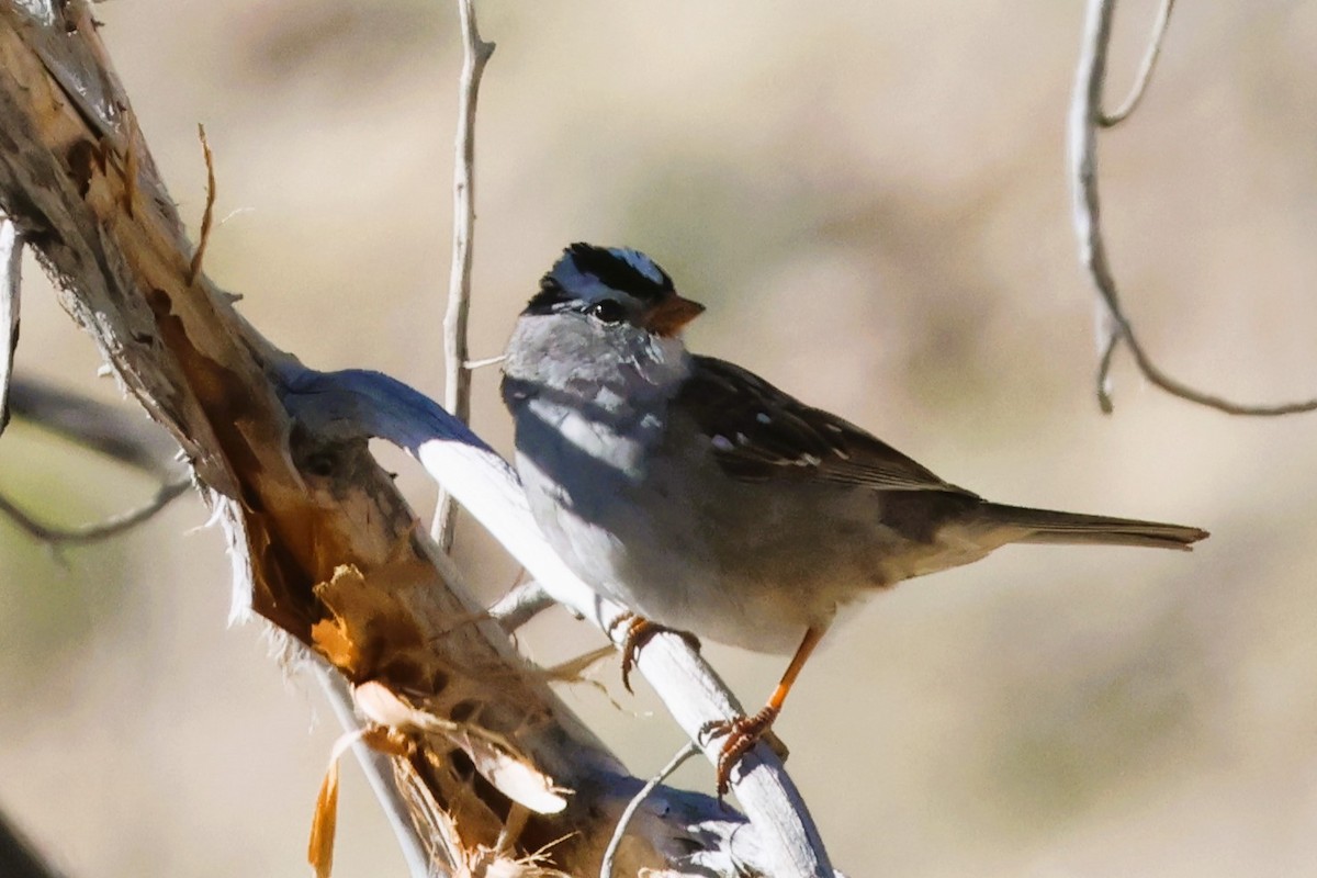 White-crowned Sparrow (Gambel's) - ML617742485