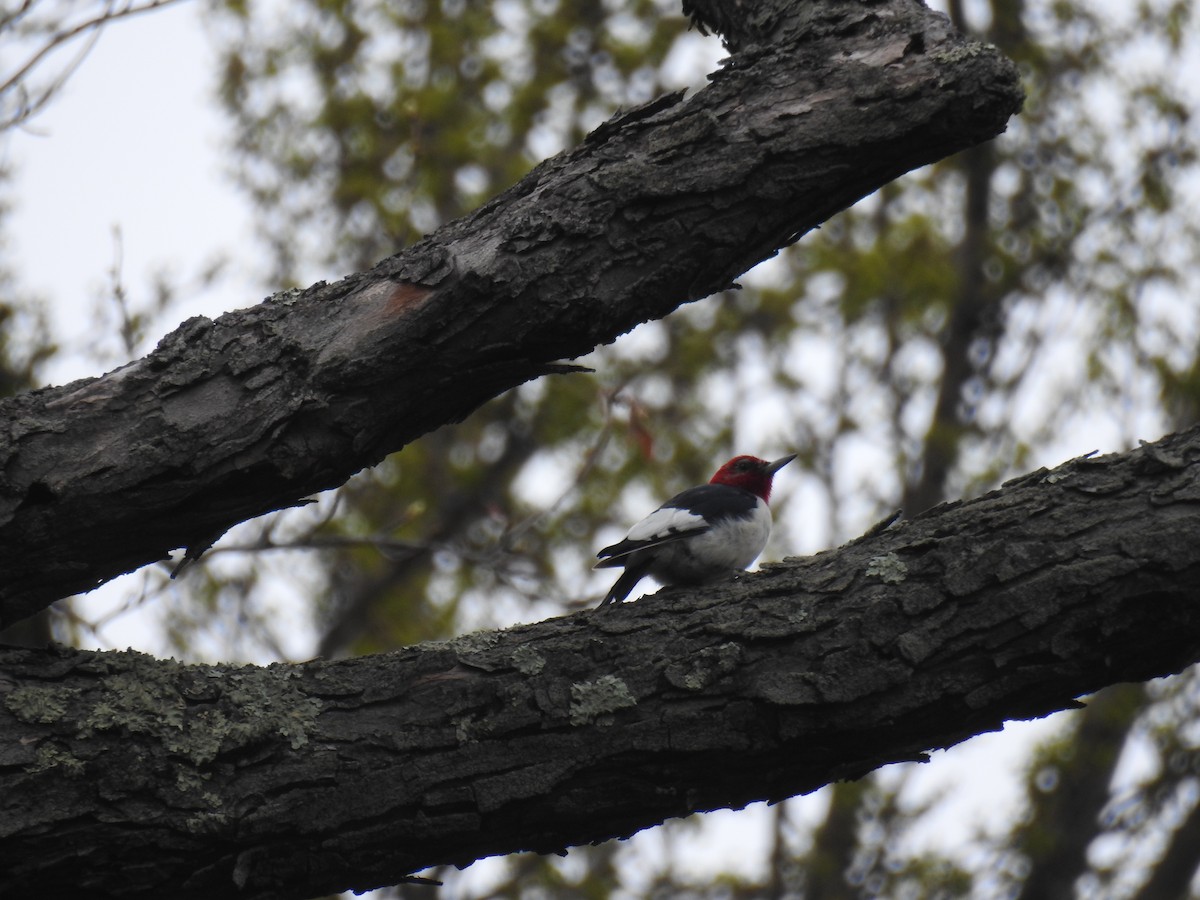 Red-headed Woodpecker - ML617742530