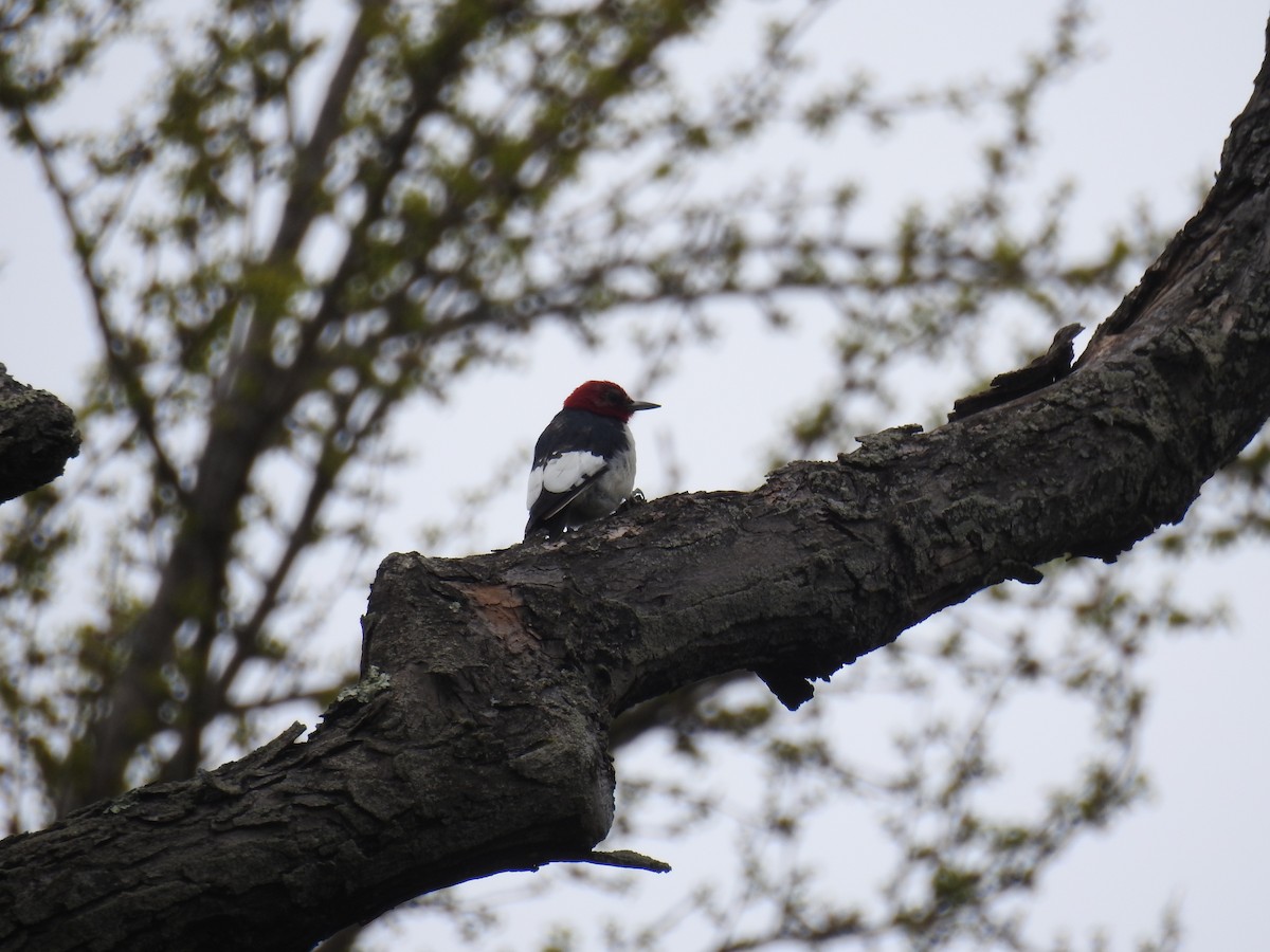 Red-headed Woodpecker - Birding Spouses
