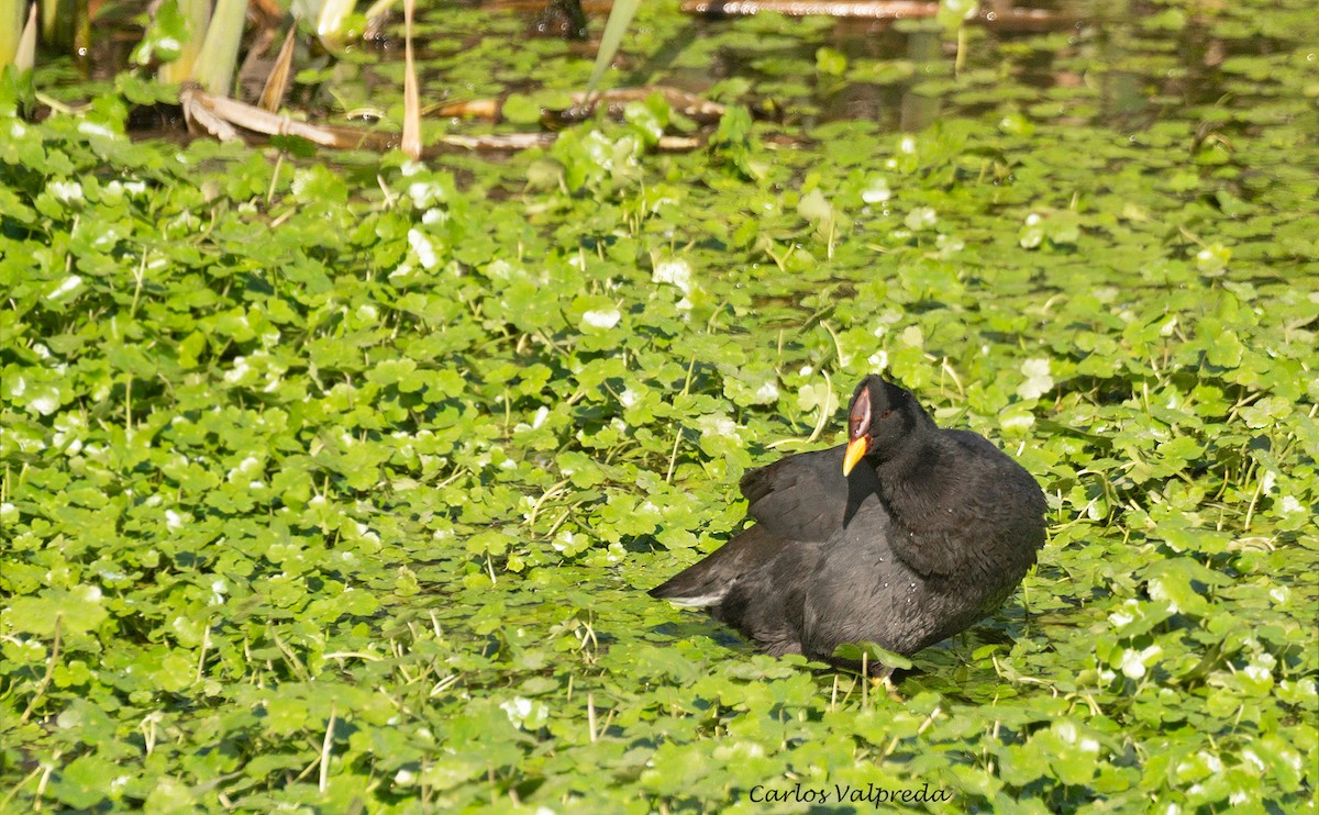 Red-fronted Coot - ML617742547
