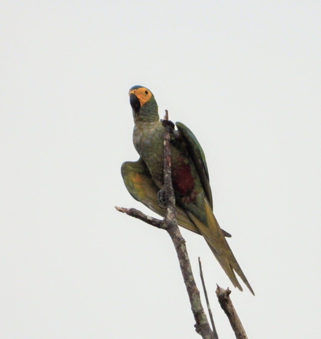 Red-bellied Macaw - Brodie Cass Talbott