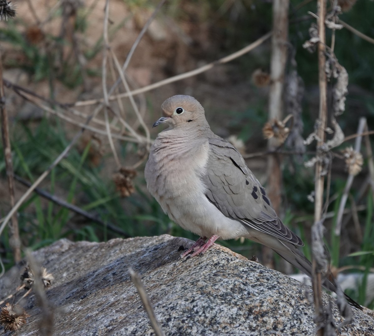 Mourning Dove - Pat Lucas