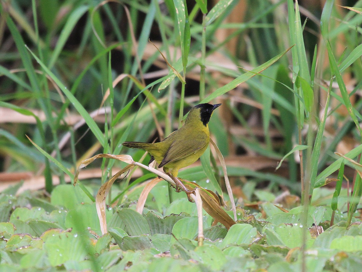 Olive-crowned Yellowthroat - ML617742591