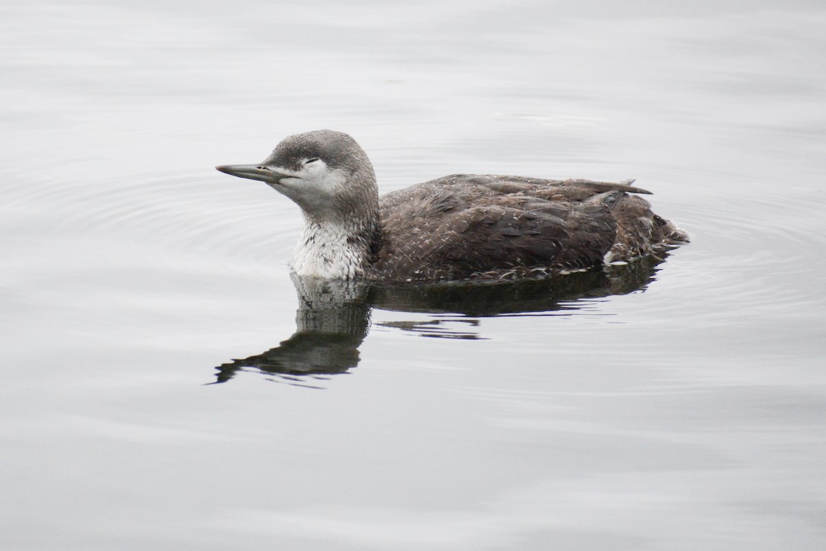 Red-throated Loon - ML617742651