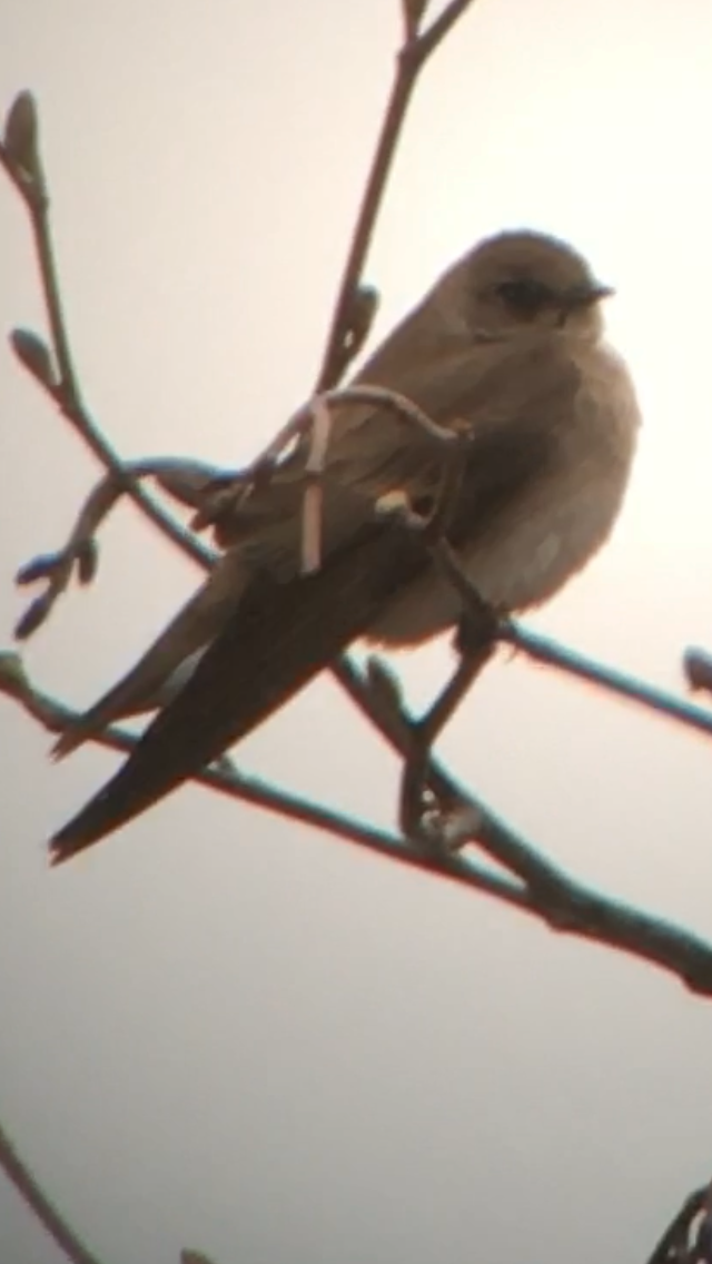 Northern Rough-winged Swallow - ML617742830