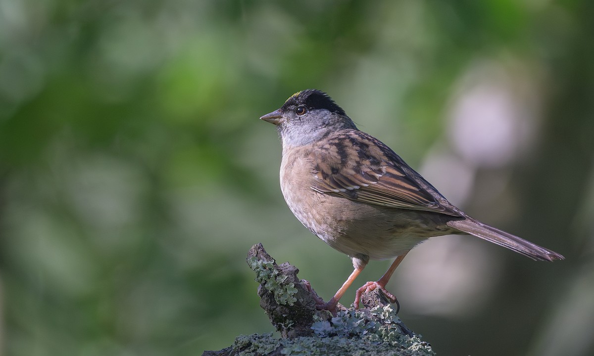 Golden-crowned Sparrow - ML617742933