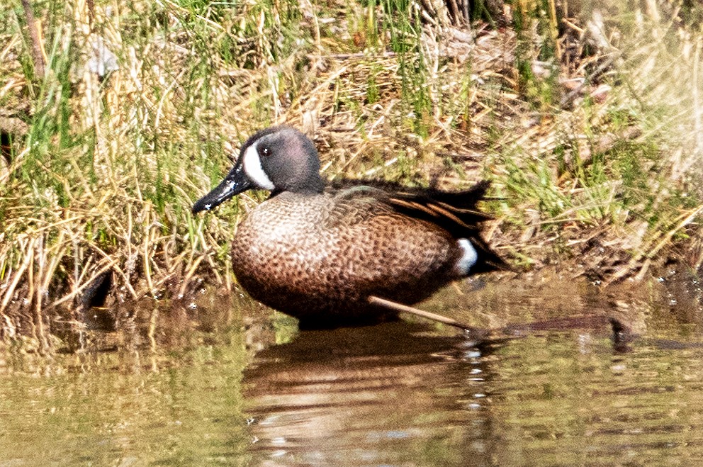 Blue-winged Teal - ML617742988