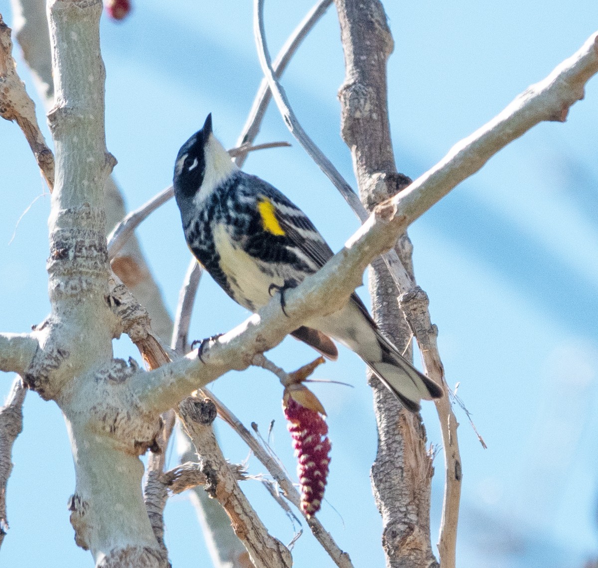 Yellow-rumped Warbler (Myrtle) - Dale Pate