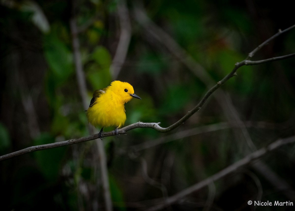 Prothonotary Warbler - Nicole Martin