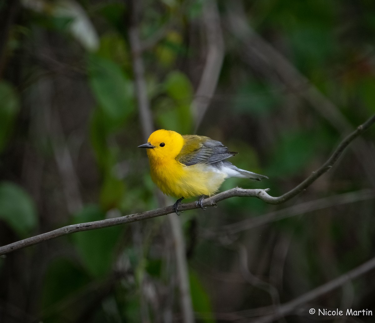 Prothonotary Warbler - ML617743118
