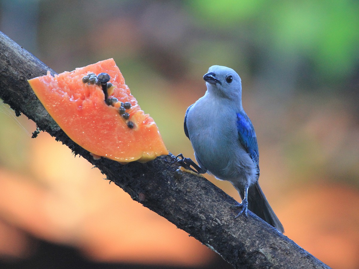 Blue-gray Tanager - ML617743146