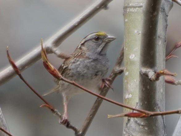 White-throated Sparrow - ML617743153