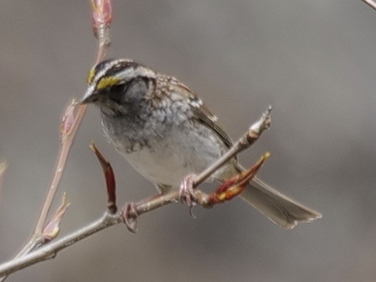White-throated Sparrow - Barbara Coll