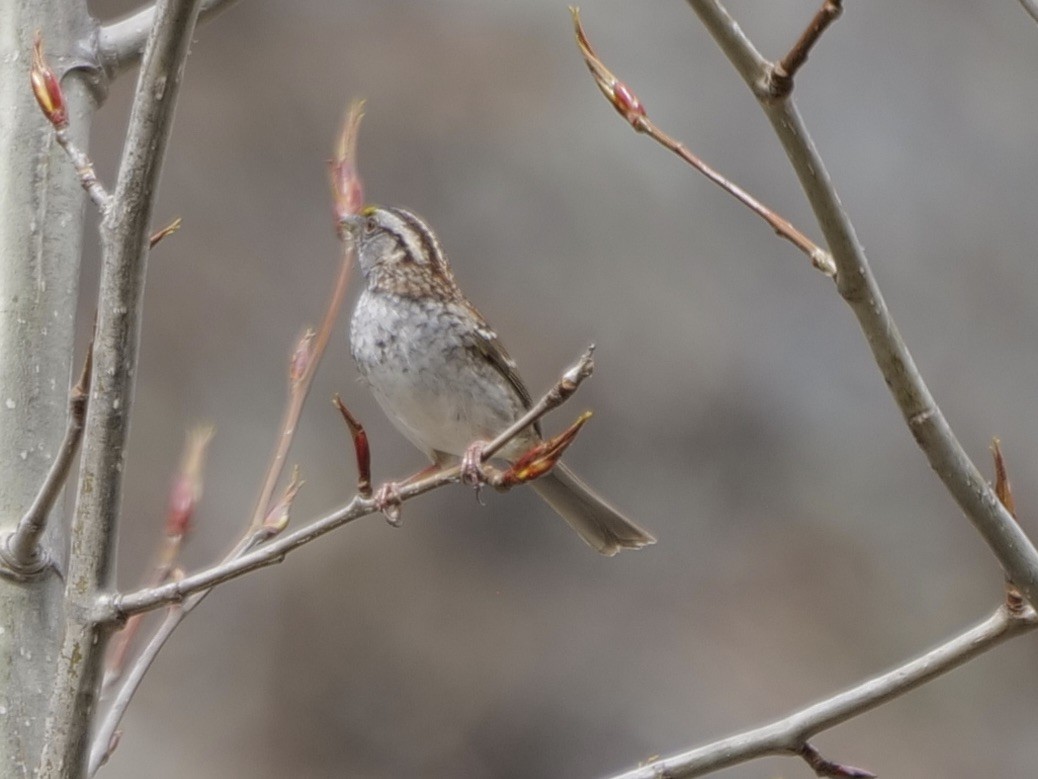 White-throated Sparrow - ML617743155