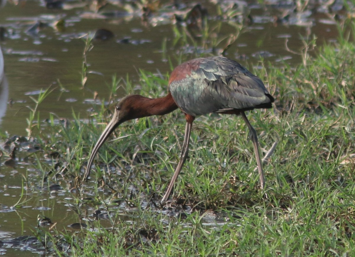 ibis hnědý - ML617743218
