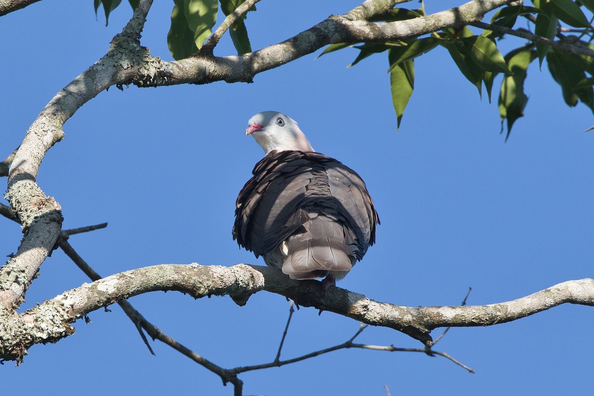 Mountain Imperial-Pigeon - ML617743300