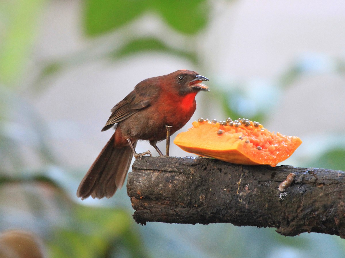 Red-throated Ant-Tanager - ML617743361